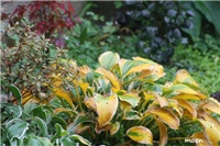 71fe13d8-IMG_0488 vrt 2.jpg